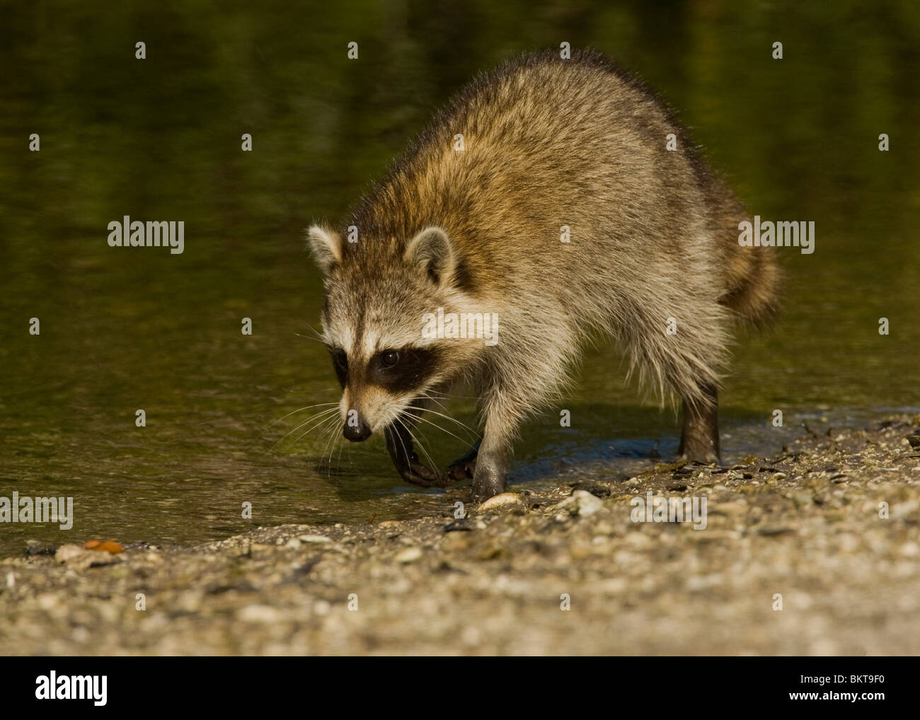 Wasbeer, Procyon lotor, Raccoon Stock Photo