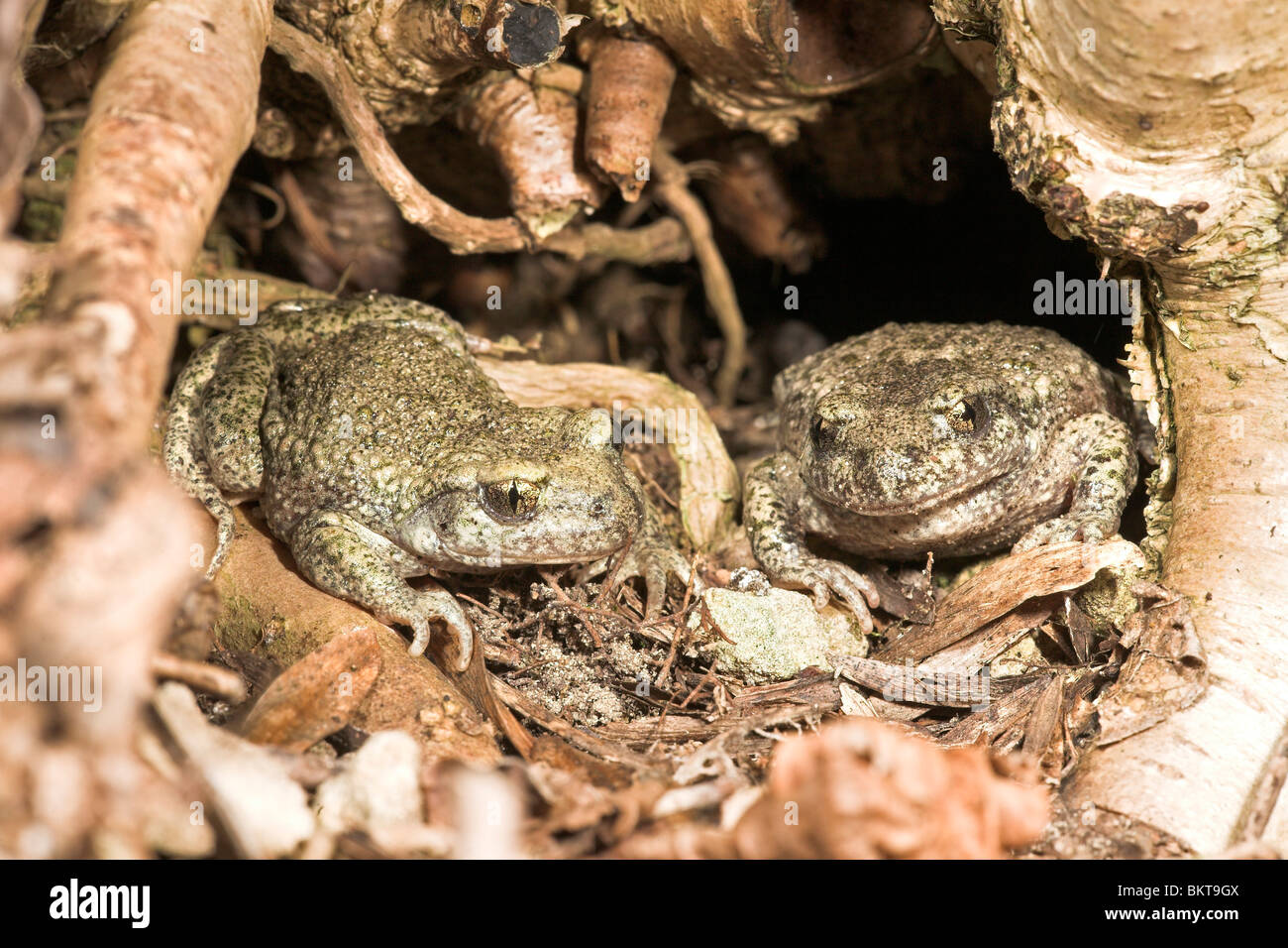 photo of two midwife toads hidden in a hole between tree roots Stock Photo