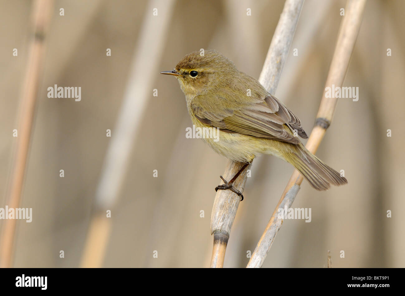 Chiffchaff foraging in reedbed Stock Photo