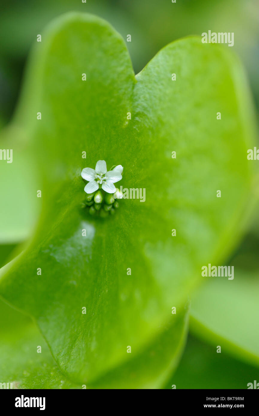 Close-up of the flowers of the Spring Beauty Stock Photo