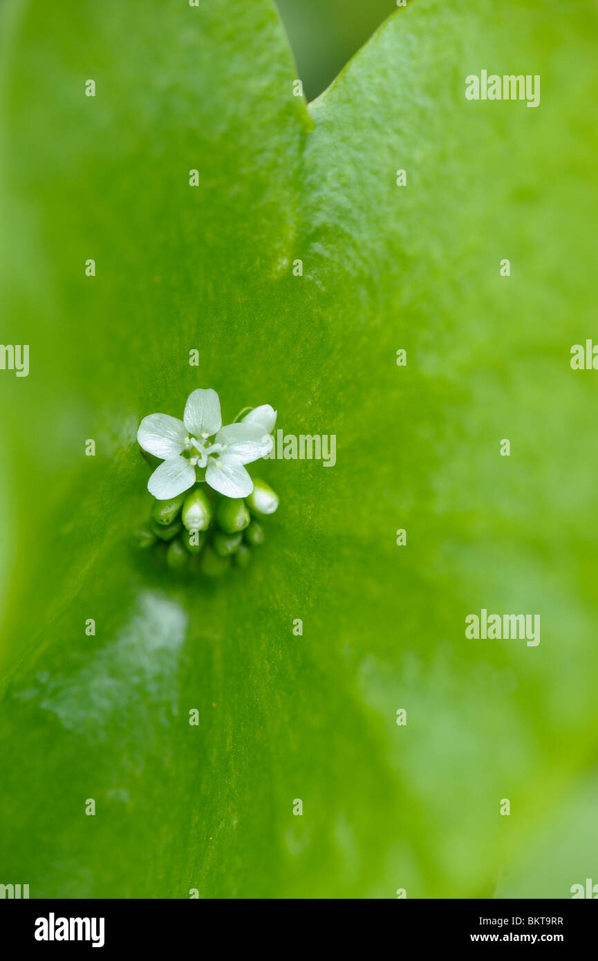 Miner's Lettuce or Winter Purslane small white flower Stock Photo