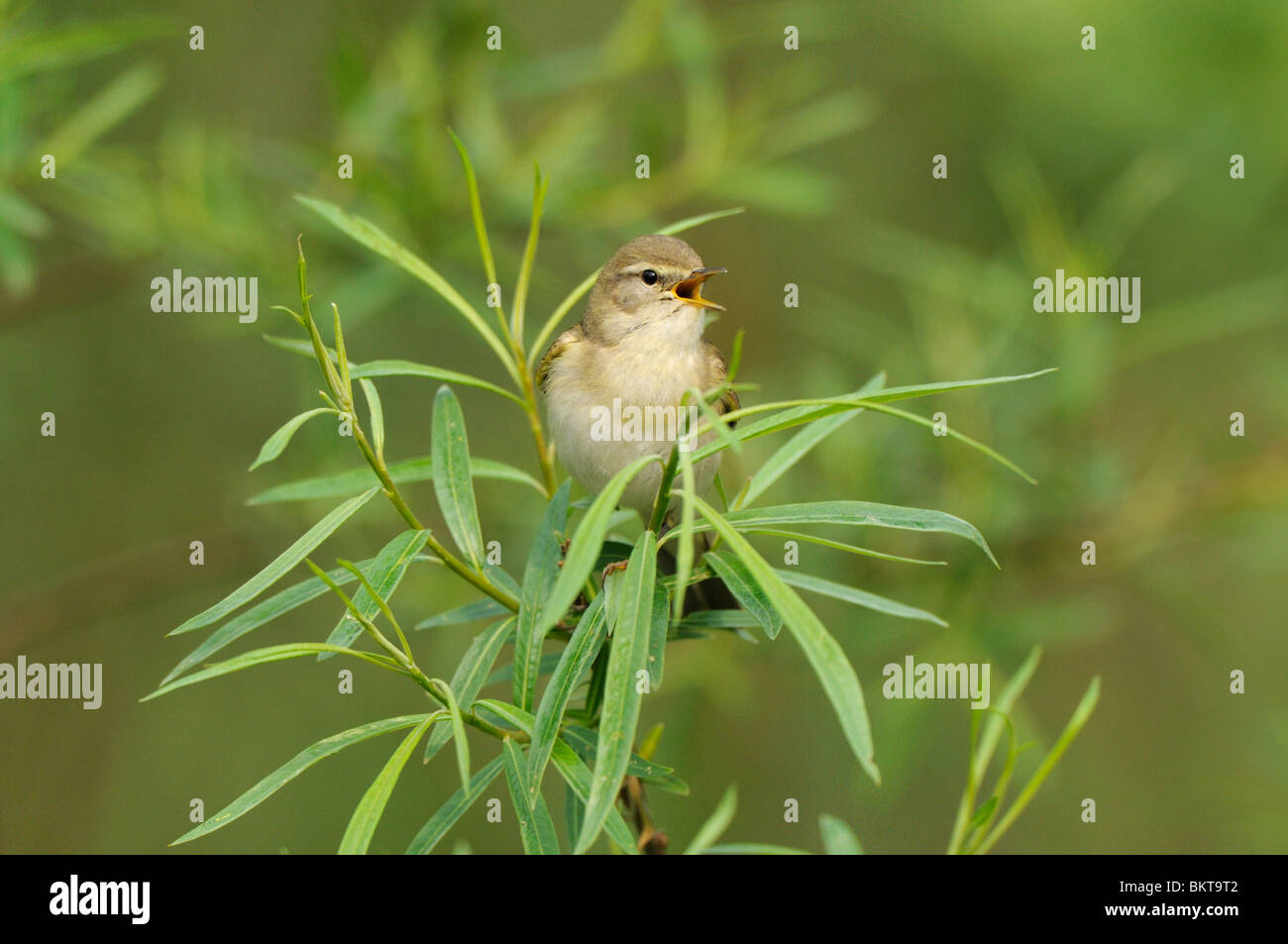 Fitis zingend vanuit een toefje wilgenbladeren; WIllow Warbler singing perched on a Willow Stock Photo