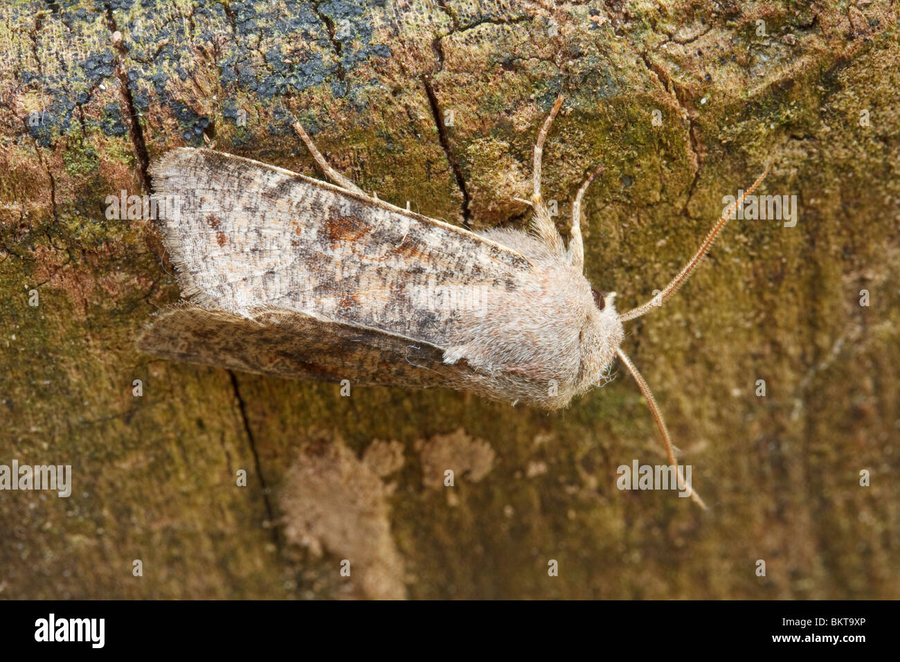 Variable Voorjaarsuil rustend op blok Iepenhout. Clouded Drab (Orthosia incerta) resting on dead wood. Stock Photo
