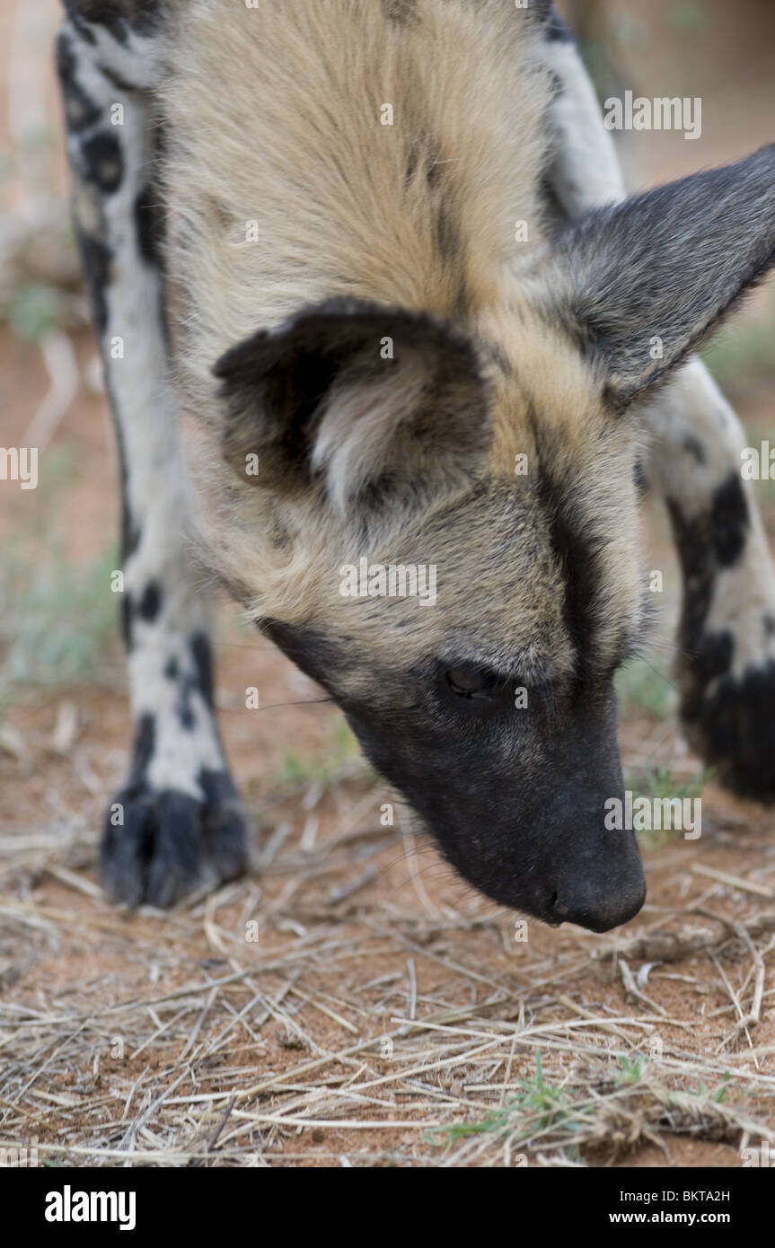 Wild dog at Erindi reserve, Namibia. Stock Photo