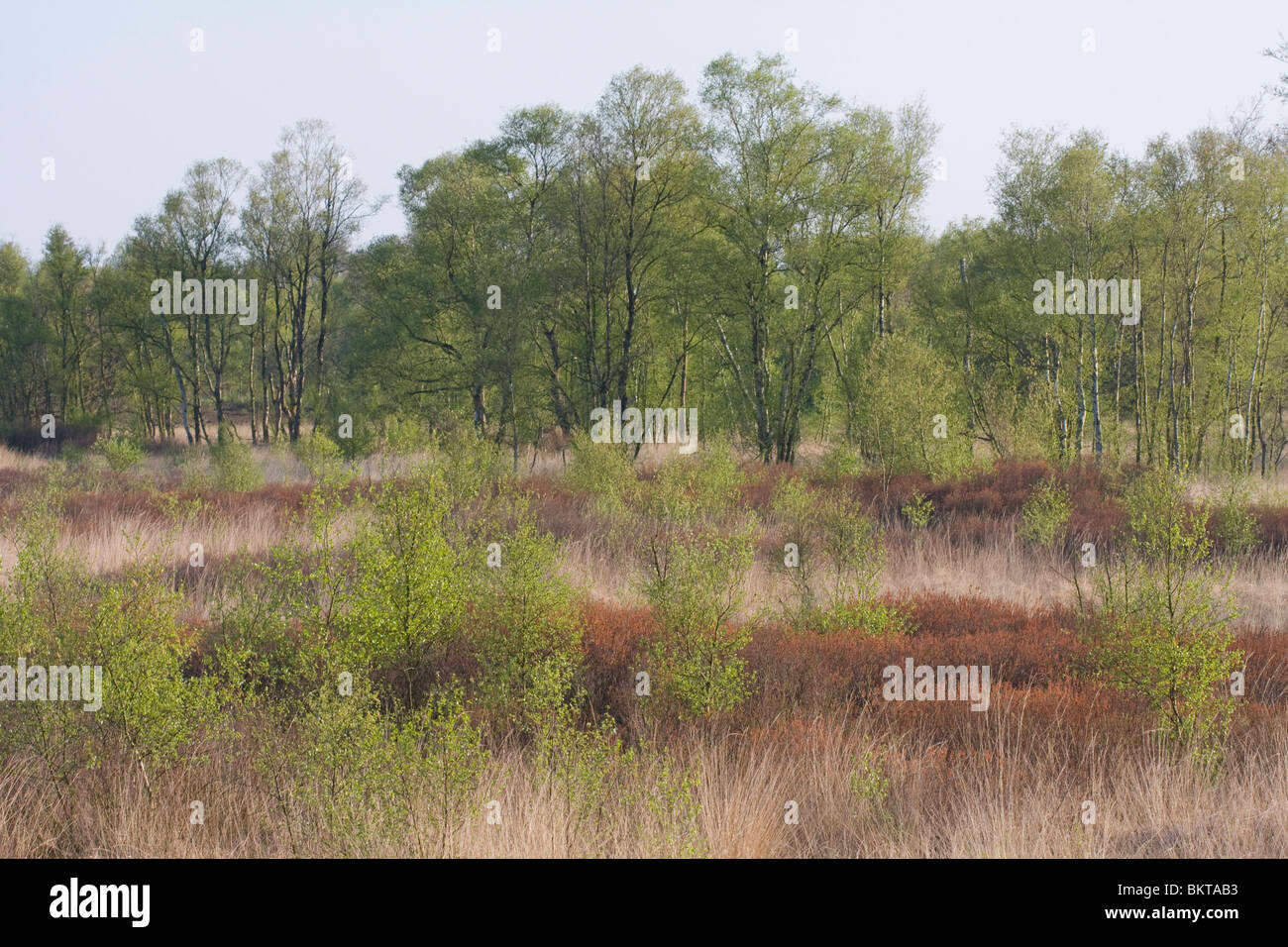 Gagel op het Balloerveld; Sweet gale on the Balloerveld Stock Photo