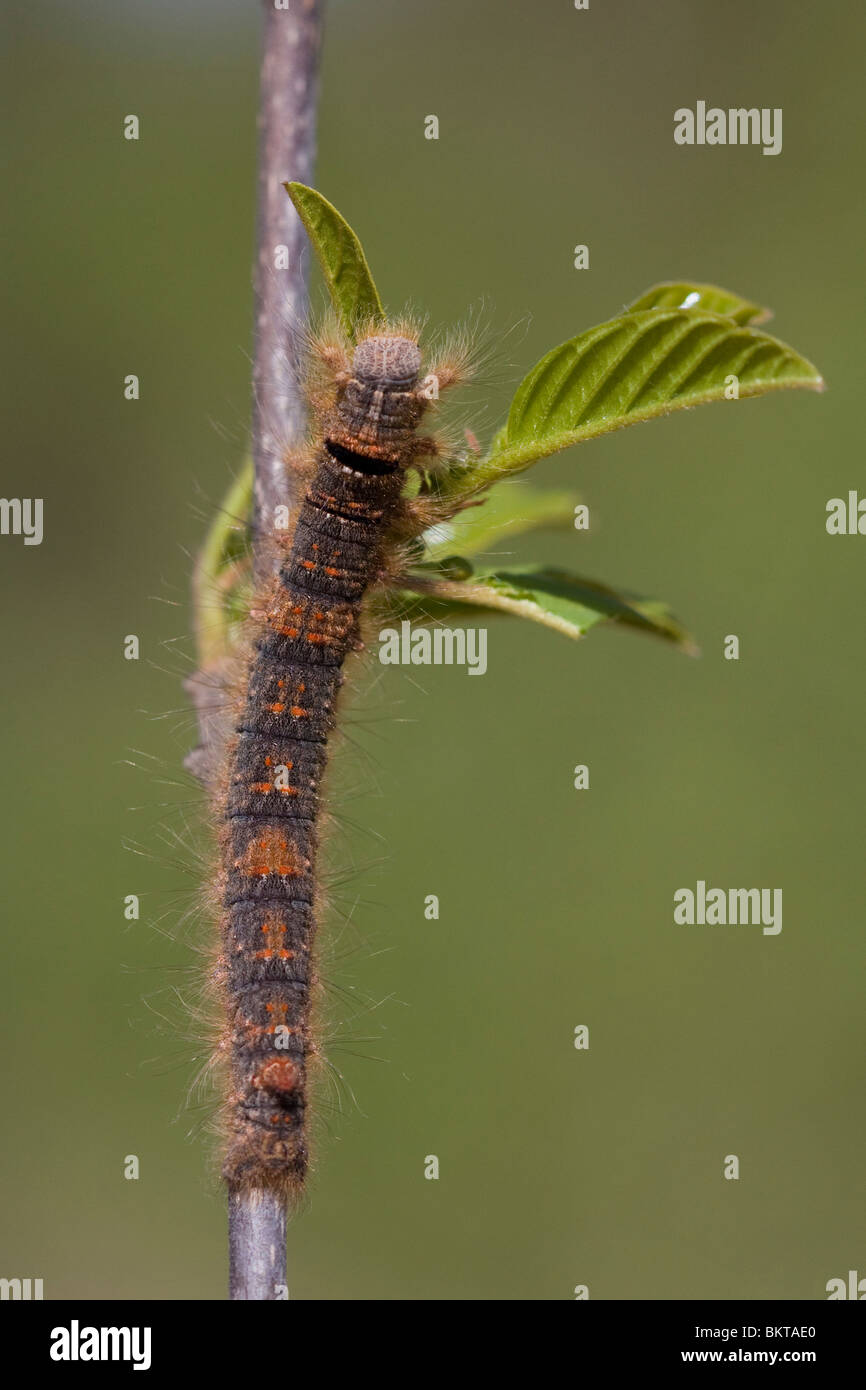 Rups van het Eikenblad; Caterpillars of the Lappet Stock Photo