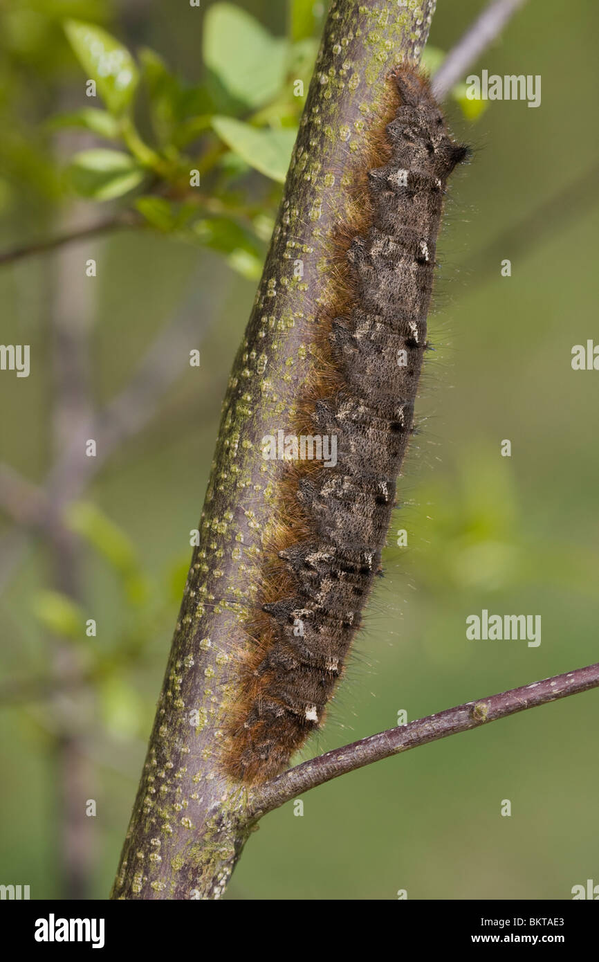 Rups van het Eikenblad; Caterpillars of the Lappet Stock Photo