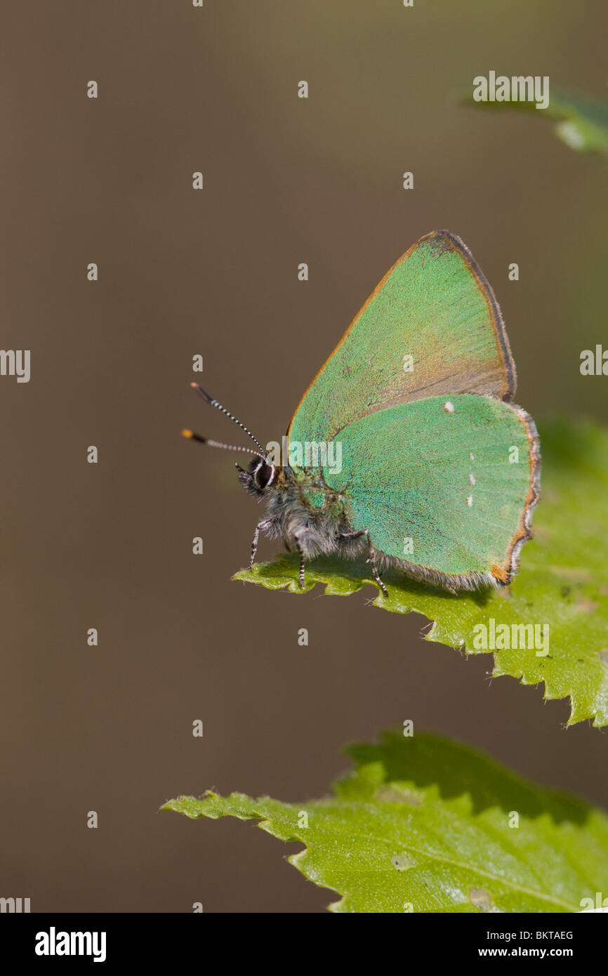 Groentje; Green Hairstreak Stock Photo