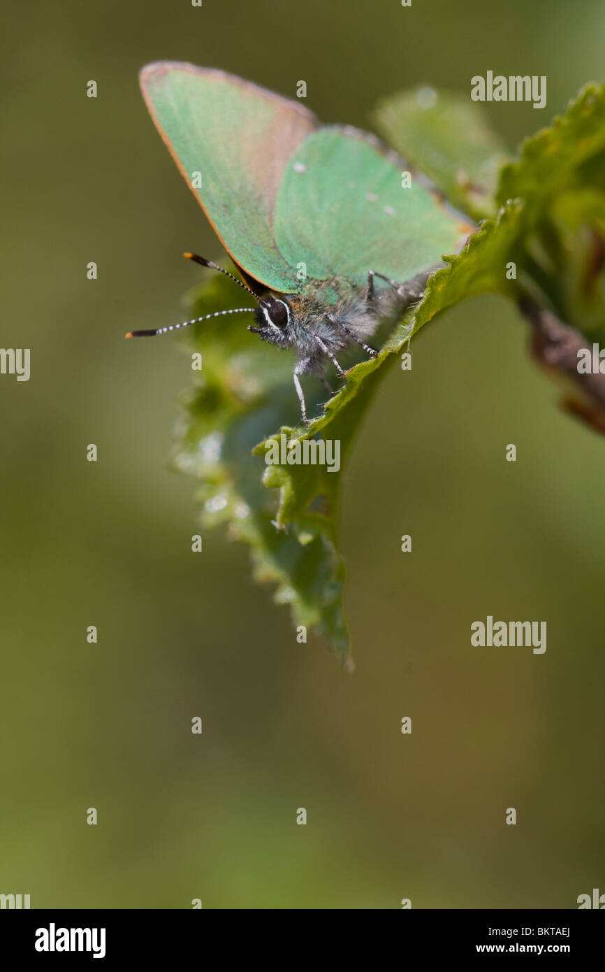 Groentje; Green Hairstreak Stock Photo