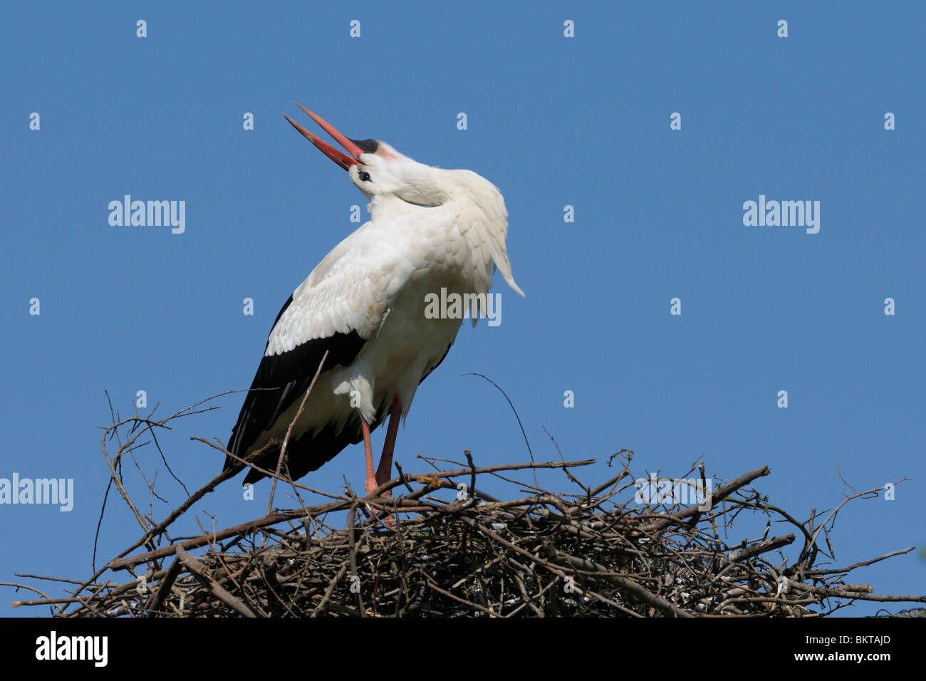baltsende ooievaar; courtship of white stork Stock Photo