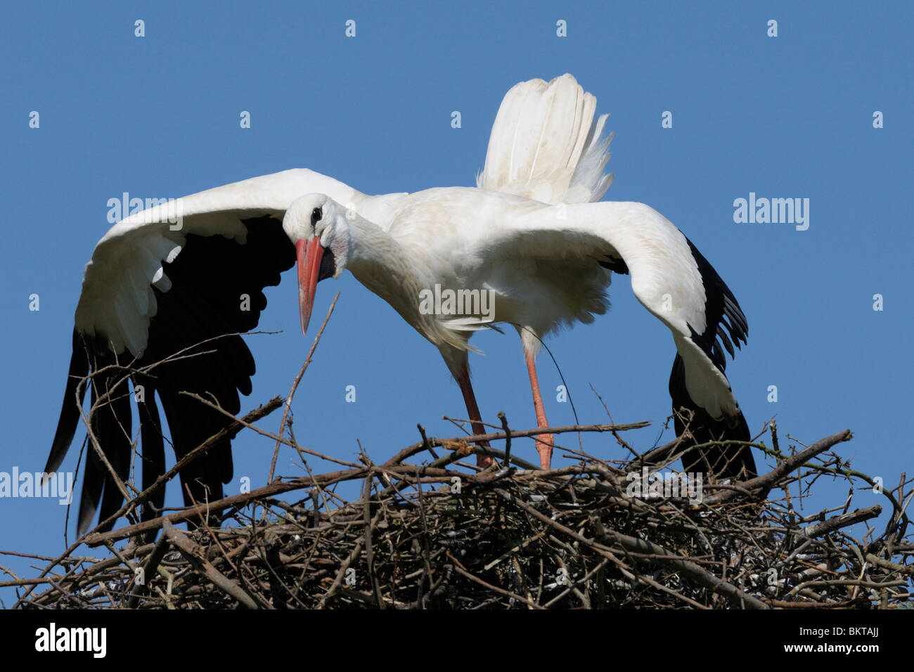 baltsende ooievaar; courtship of white stork Stock Photo