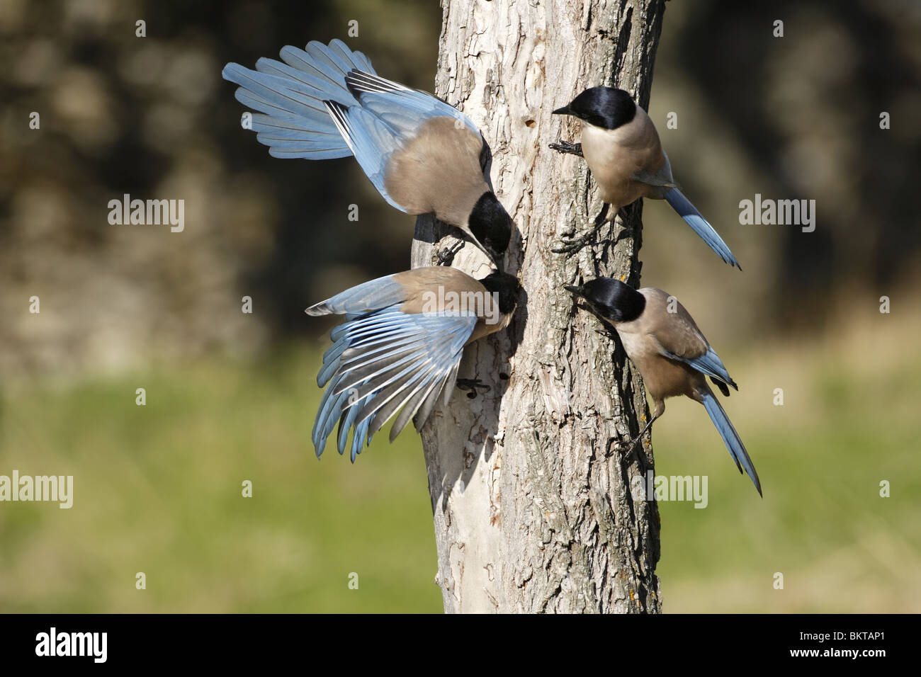 Blauwe Eksters fouragerend op kurkeik( Quercus suber) ; Azure-winged Magpie's feeding on Cork oak Stock Photo