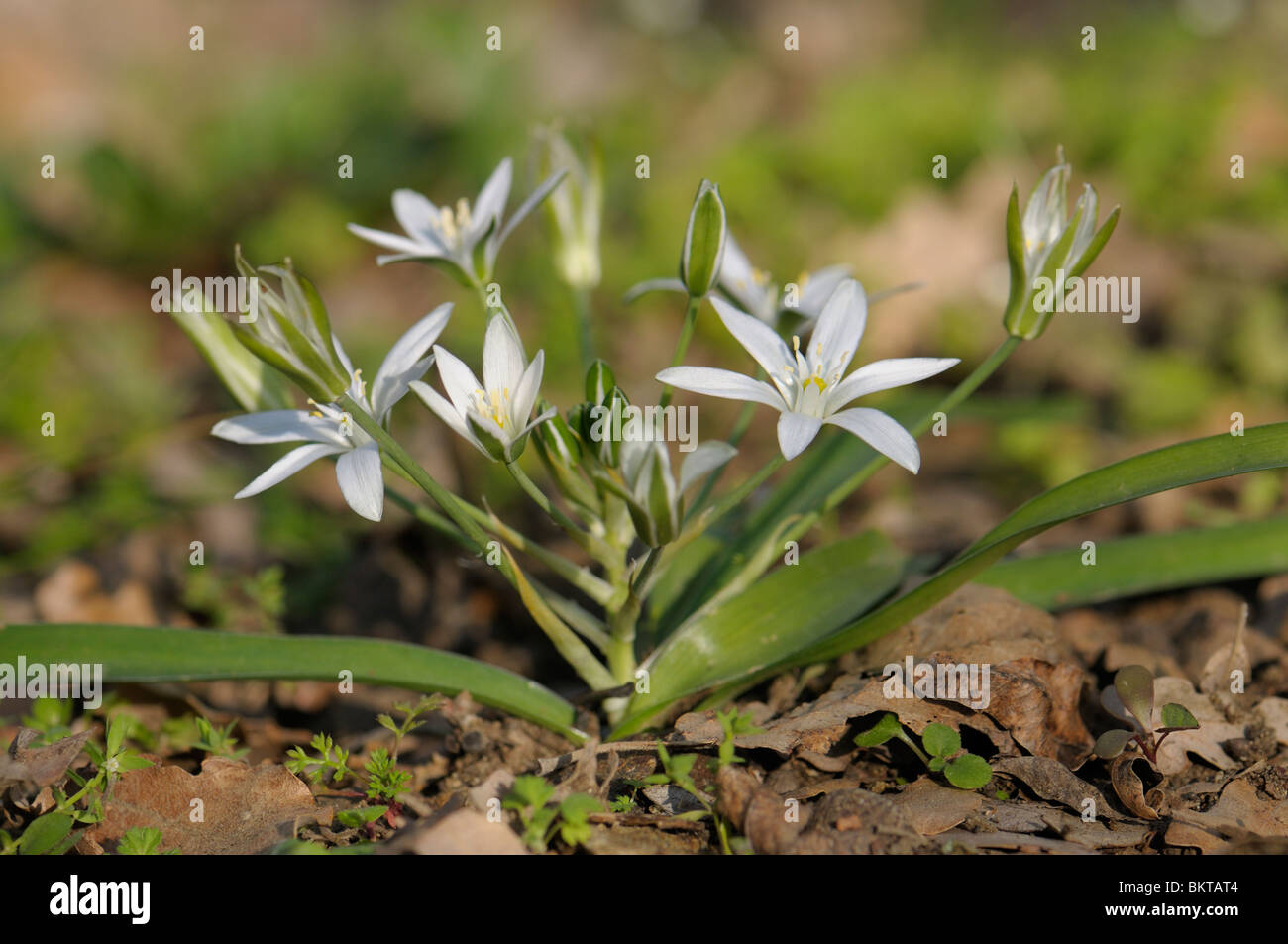 vogelmelk in bloei; star-of-bethlehem or grass lily in flower Stock Photo
