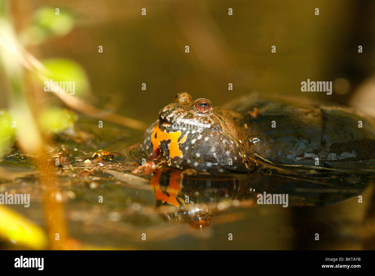 male-european-fire-bellied-toad-in-its-breeding-habitat-stock-photo-alamy