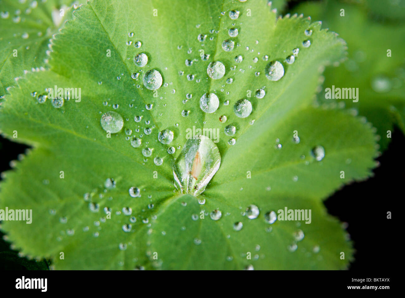 Alchemilla mollis, Lady's Mantle Stock Photo