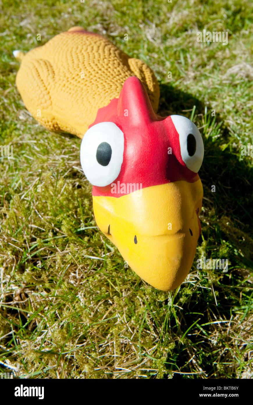 Dog toy chicken hires stock photography and images Alamy