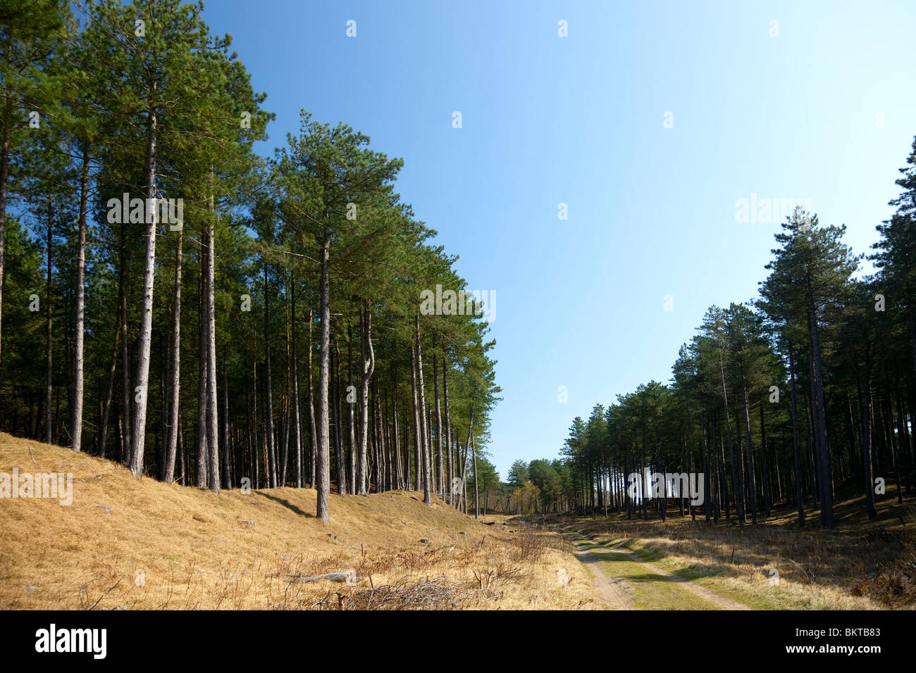 Ainsdale Sand Dunes National Nature Reserve Stock Photo