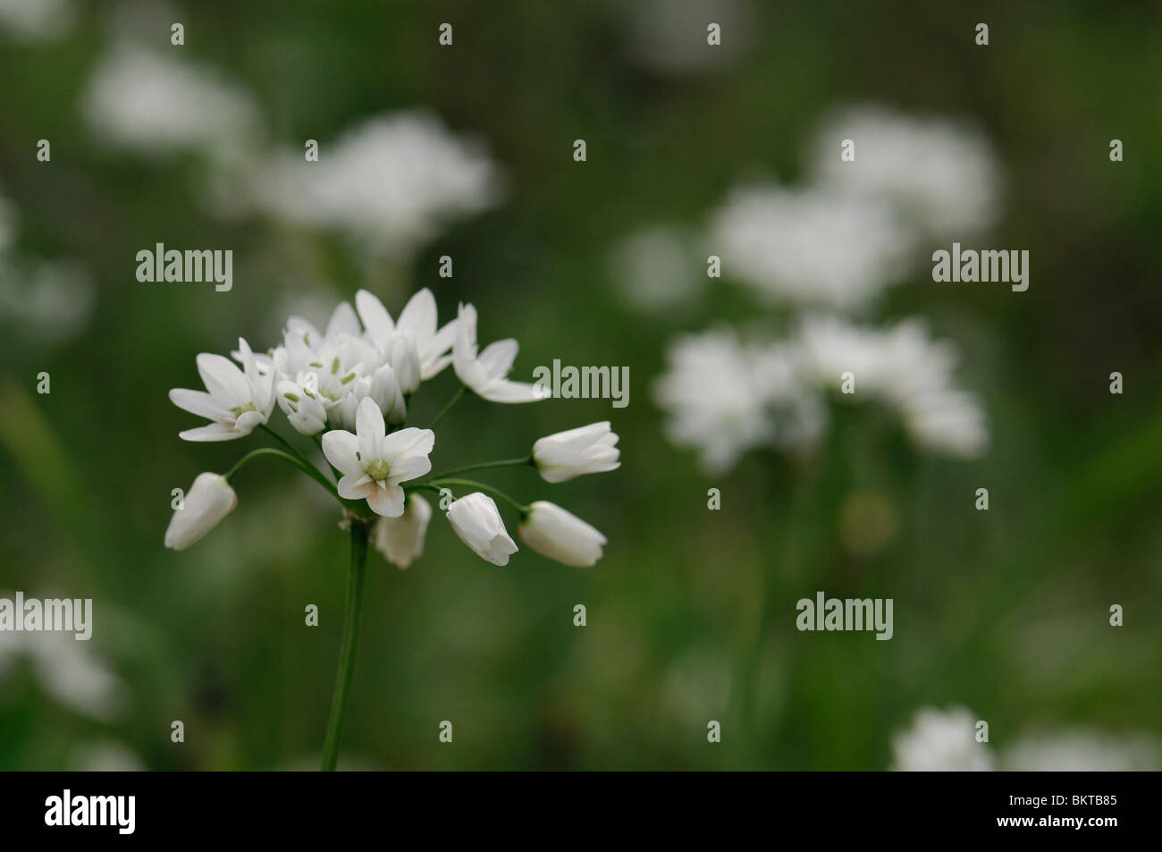 bloem van allium subhirsutum; wild onion flower Stock Photo Alamy
