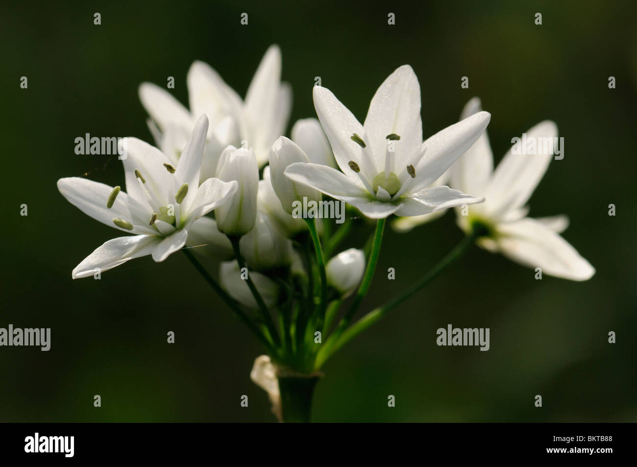 Wild onion flower hi-res stock photography and images - Alamy