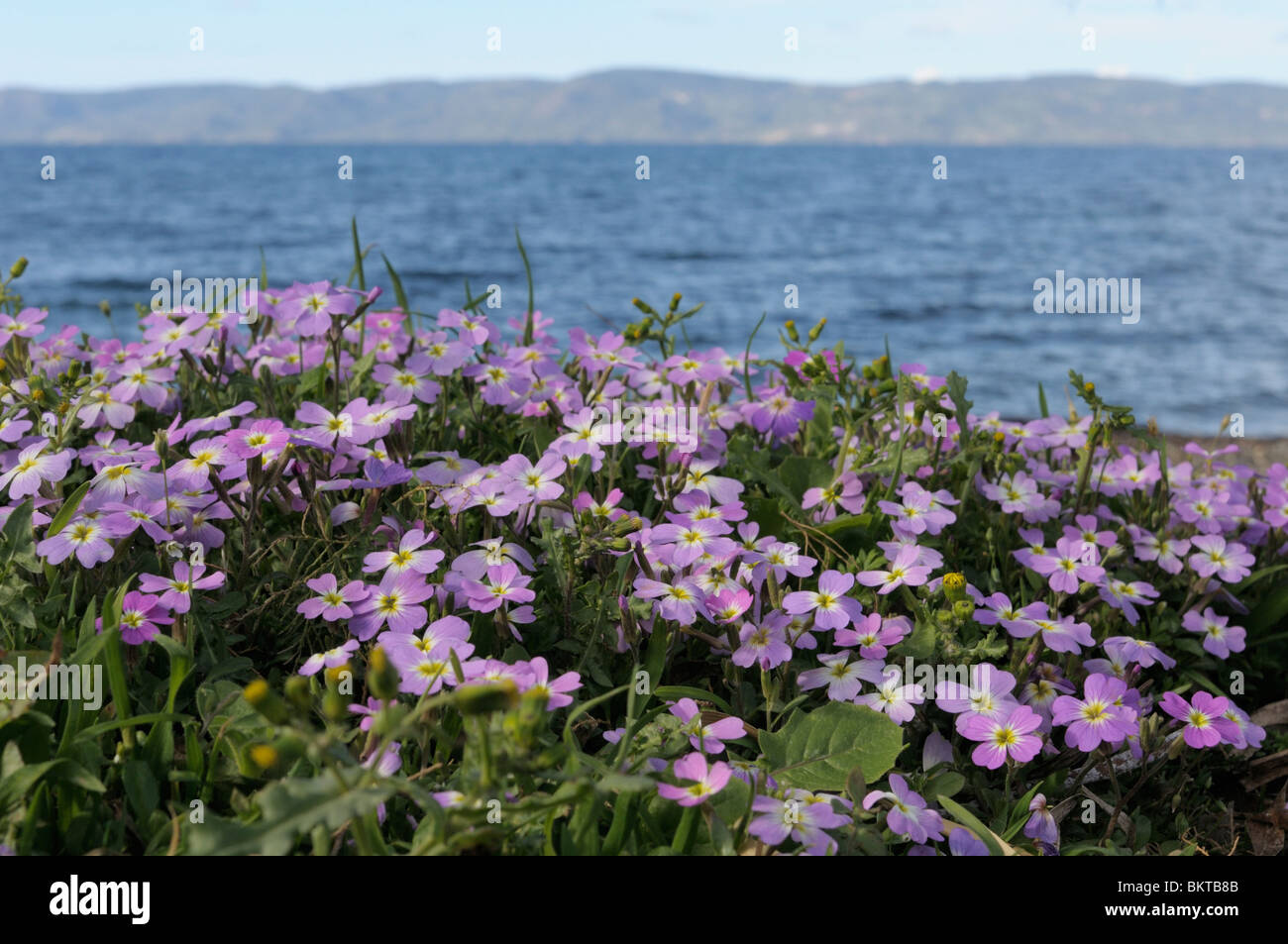 Flowering Sea Stock on the coast of the Aegean Sea Stock Photo