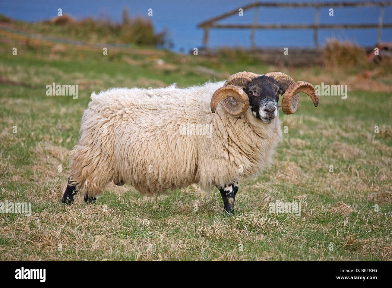 Ram. (Ovis aries)  Sheep. Scottish borders. Stock Photo