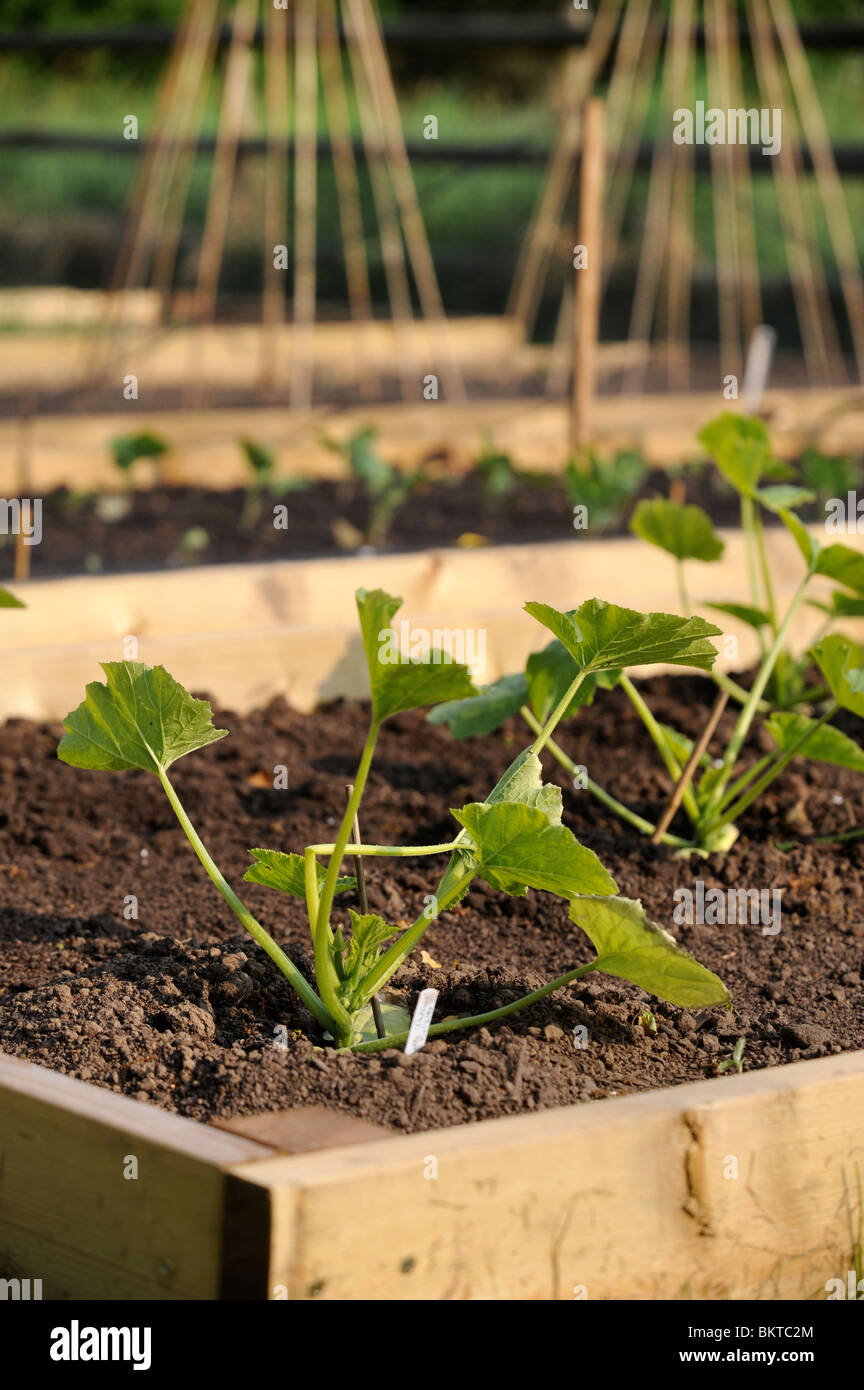 Young Courgette plants in a vegetable garden with raised beds UK Stock Photo