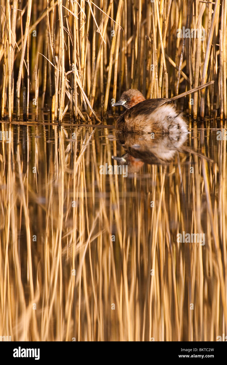 Dodaars verscholen tussen het riet. Little grebe in reed bed marshland. Stock Photo