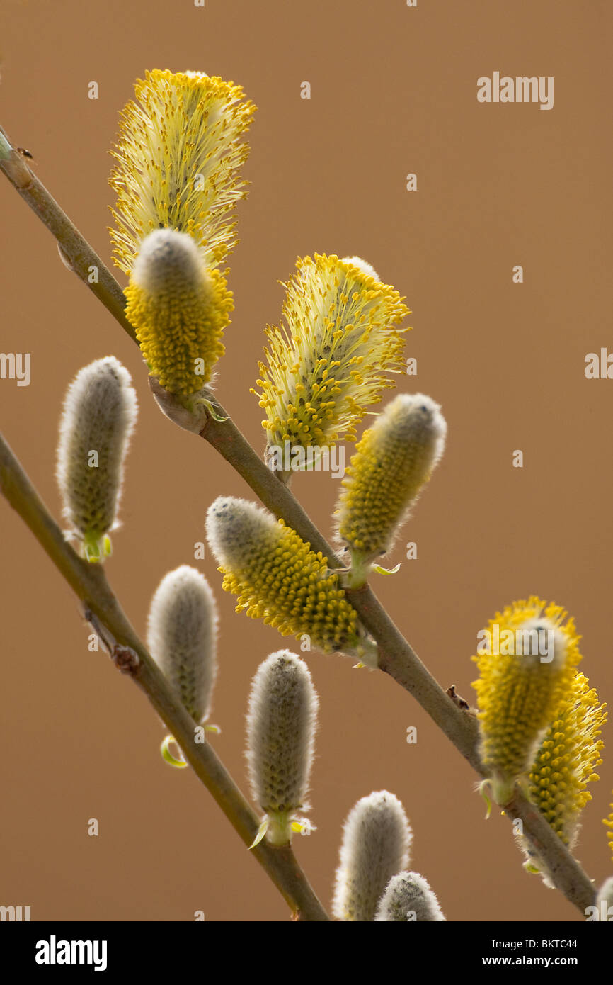 Bloeiende geoorde wilg. Flowering willow. Stock Photo