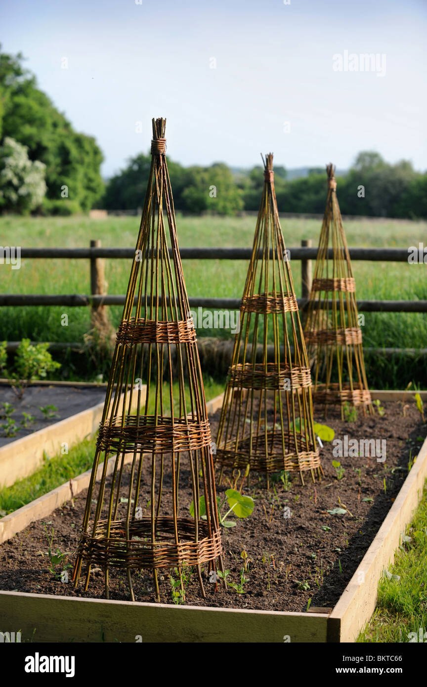 Willow climbers in a vegetable garden suitable for beans or sweet peas UK Stock Photo