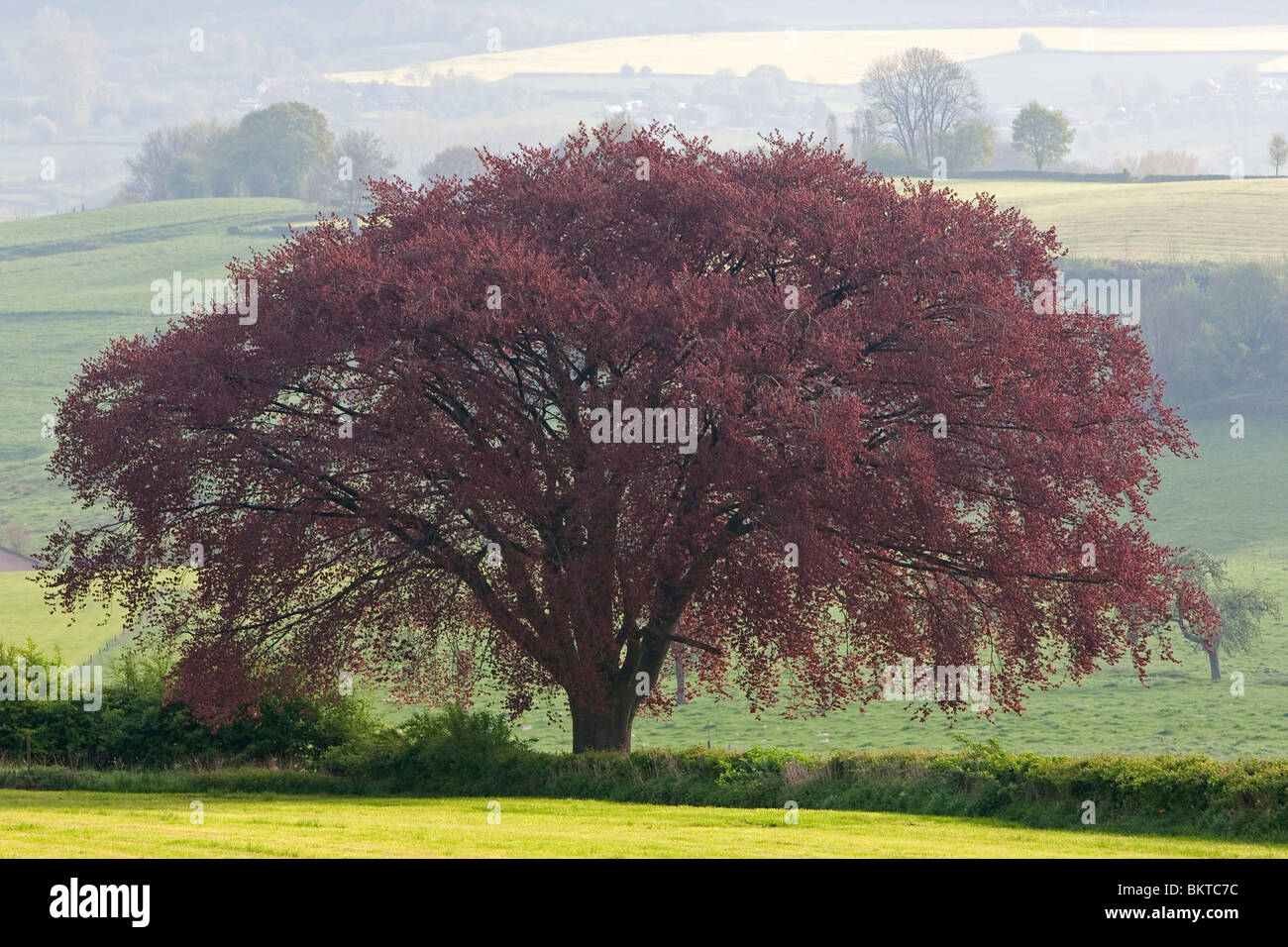 Copper Beech in landscape Stock Photo Alamy