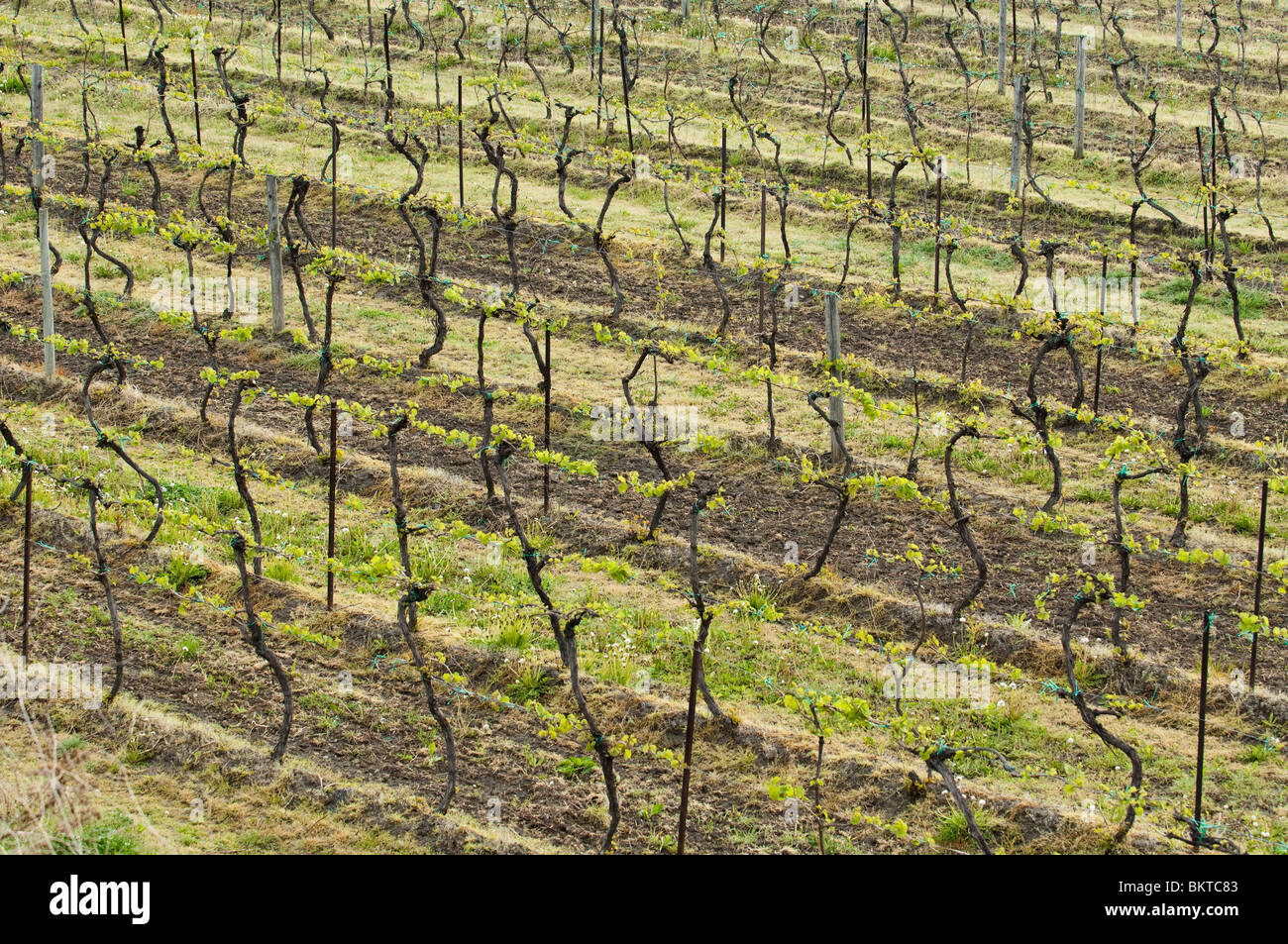 Mature grapevines provide an abstract pattern. Stock Photo