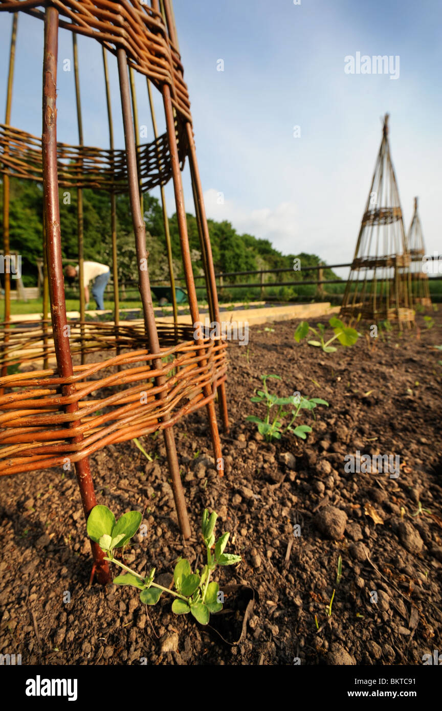 Willow climbers in a vegetable garden planted with young Sweet Peas UK Stock Photo