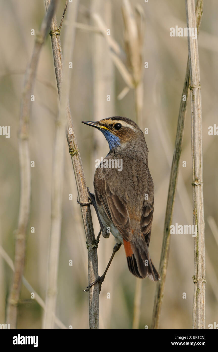 Kijkende witgesterde Blauwborst in overjarig brandnetelstruweel, achteraanzicht; Perched Bluethroat in dried nettlebush, backside viewa Stock Photo