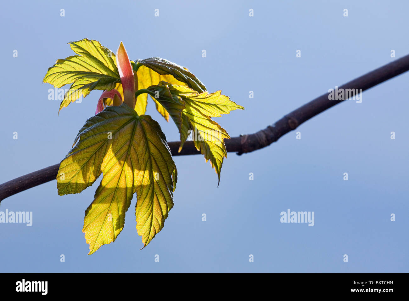Sycamore Acer pseudoplatanus leaves and leaf buds Stock Photo
