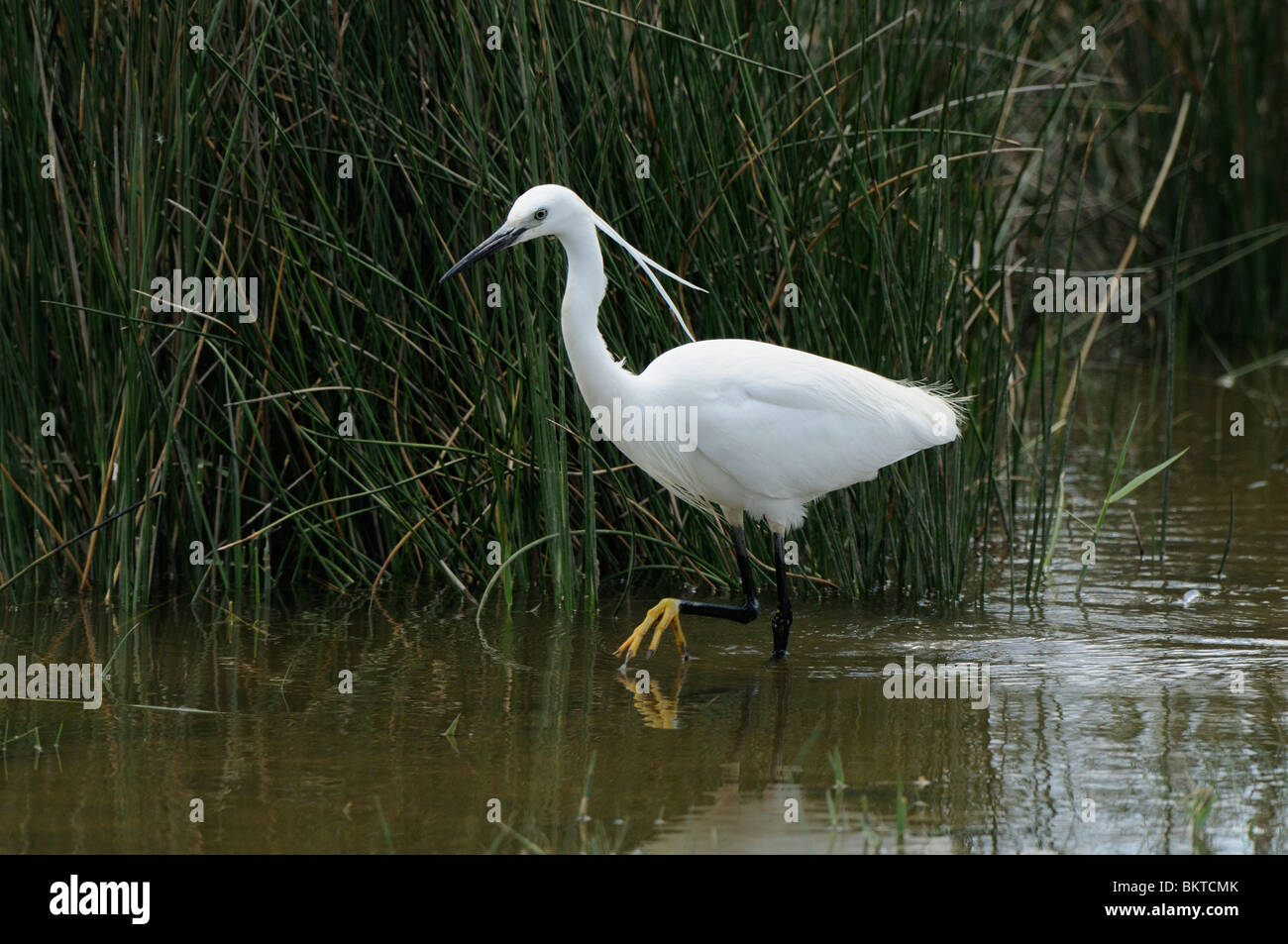 Foeragerende adulte Kleine ZIlverreiger in prachtkleed; Foraging Little Egret in breeding plumage Stock Photo