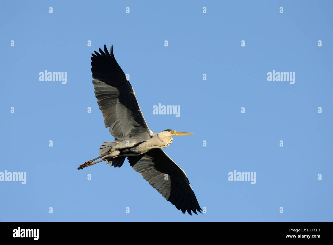 Vliegbeeld Blauwe Reiger, onderaanzicht; Grey Heron flight, underwing view Stock Photo - Alamy