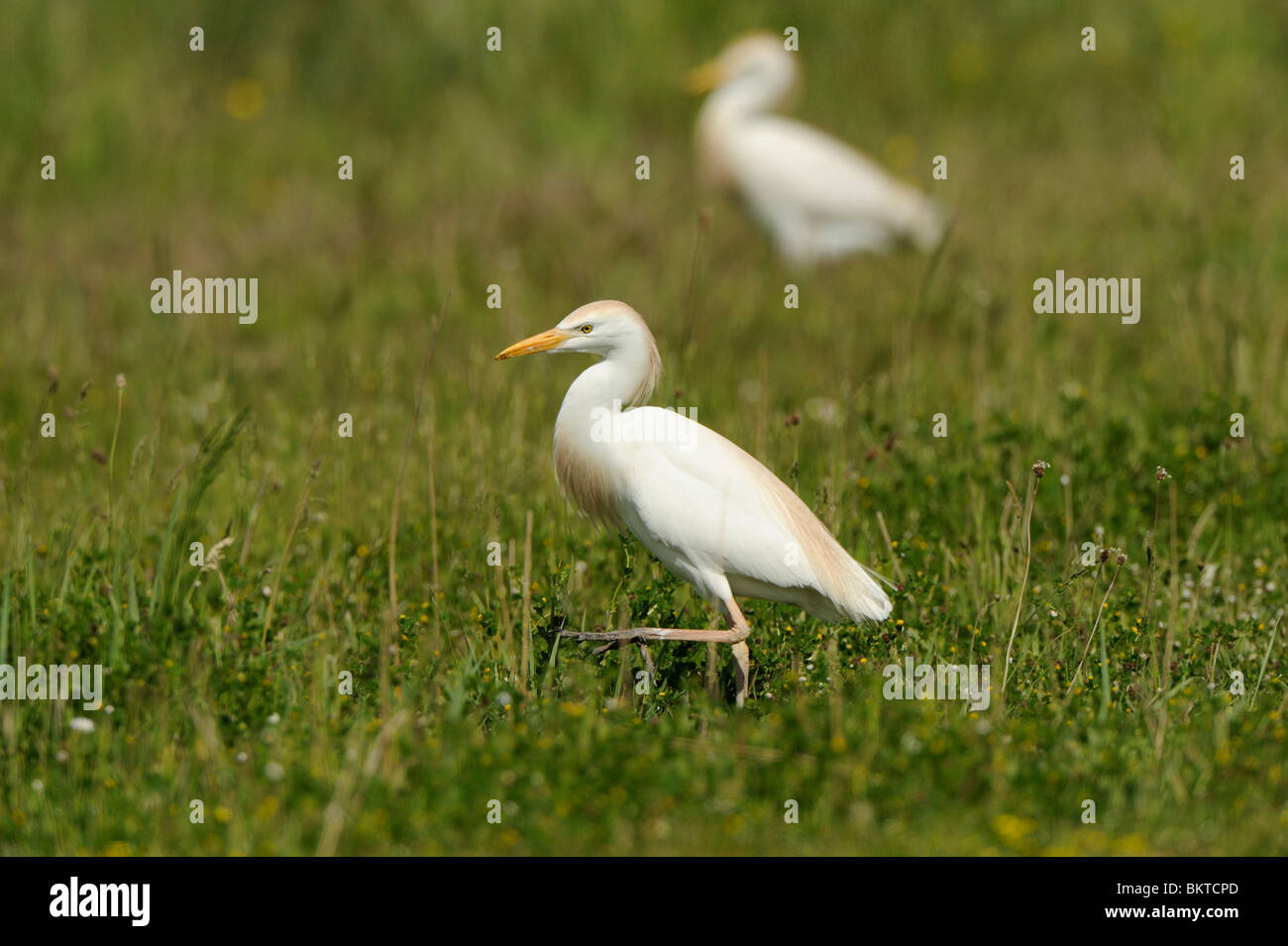 Foeragerende Koereigers in kruidenrijk weiland; Foraging Cattle Egrets in rough meadow Stock Photo
