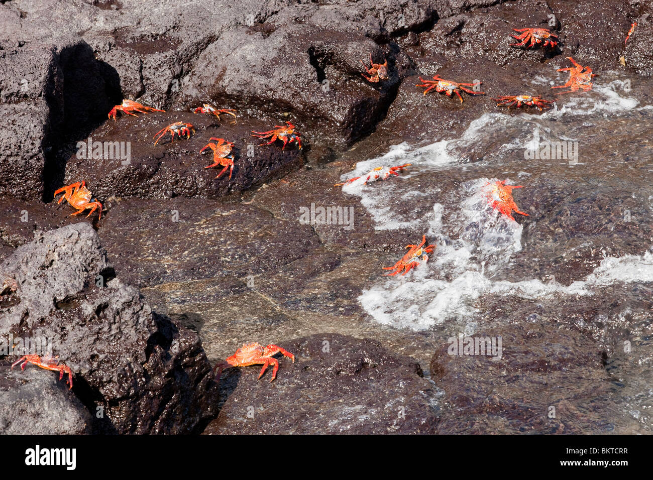 sally-lightfoot-crabs-on-the-tide-line-on-santa-cruz-in-the-galapagos