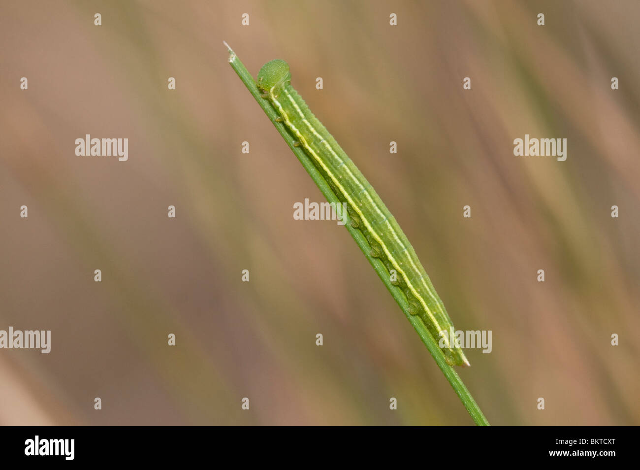 Rups van het Veenhooibeestje; Large Heath caterpillar Stock Photo