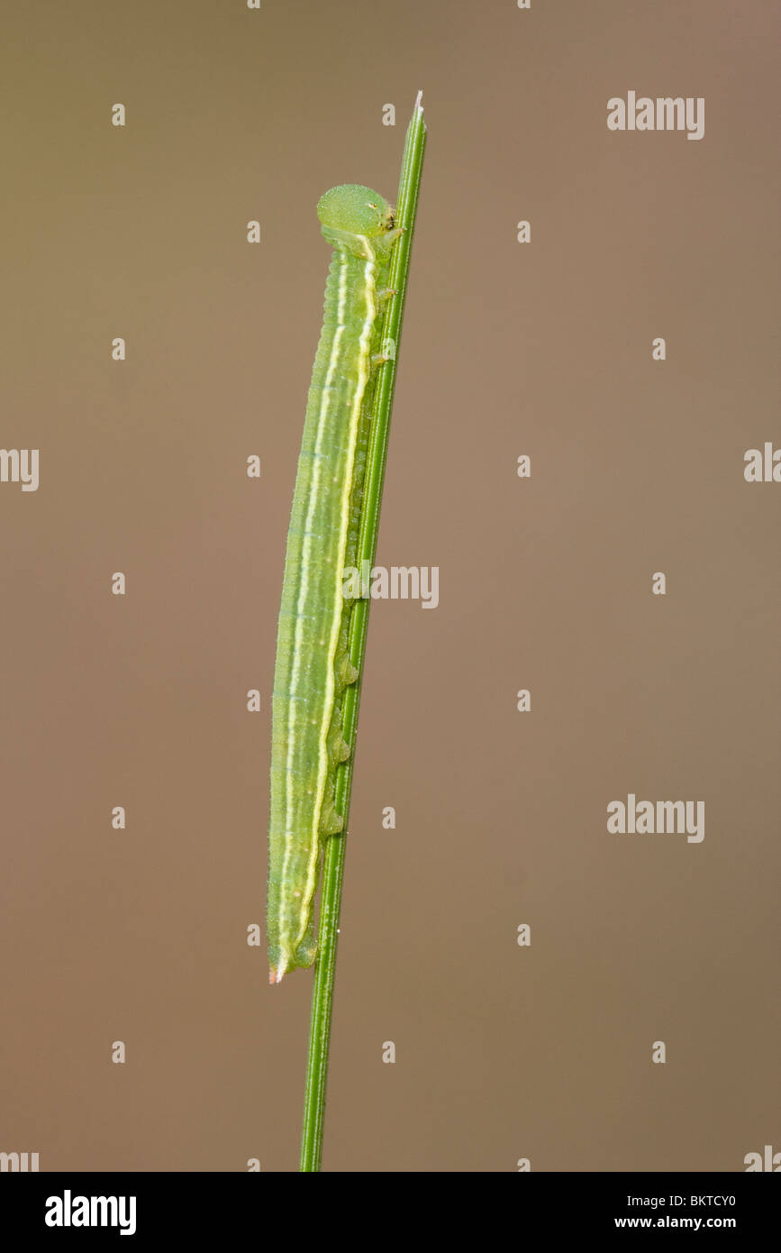 Rups van het Veenhooibeestje; Large Heath caterpillar; Stock Photo