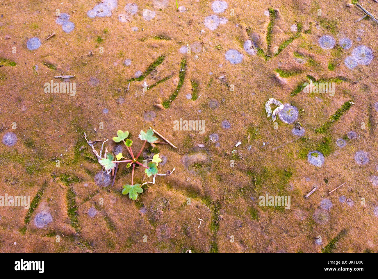 ganzenporen op kleurrijk zeeklei in natuurontwikkelingsgebied de Noordwaard in de Brabantse Biesbosch; goose tracks on colourful clay in naturedevelopment area de Noordwaard in the Biesbosch National Park Stock Photo