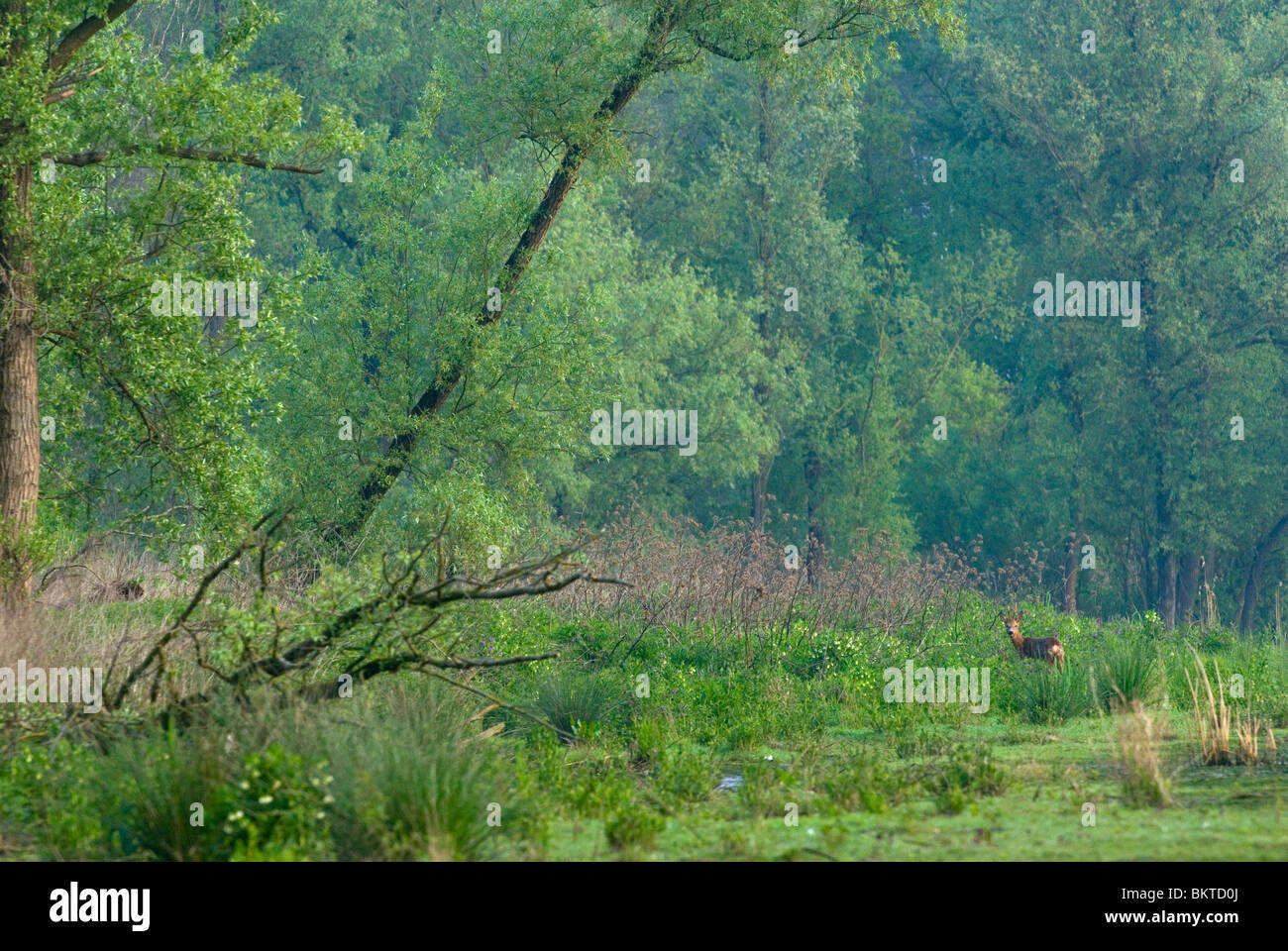 roe deer in tidal forest in Nationalpark the Biesbosch Stock Photo