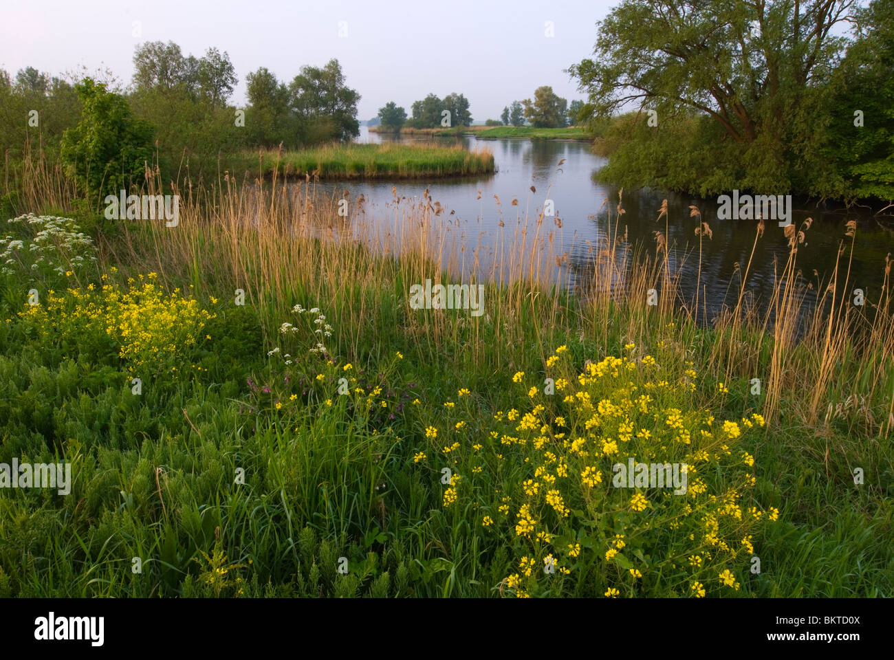 Gat van den Hardenhoek in Biesbosch; Biesbosch National Park Stock Photo