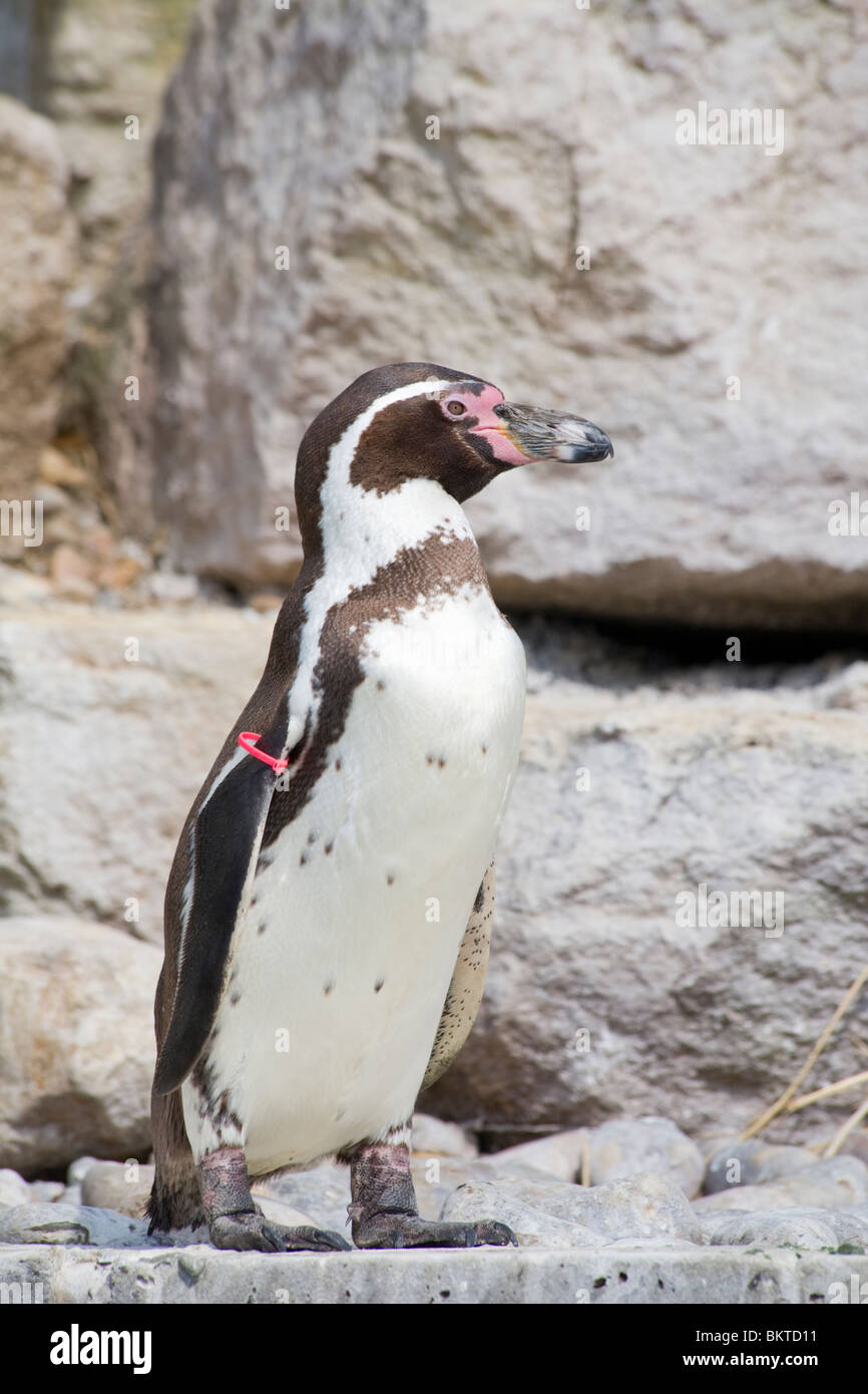 Humboldt Penguin (Spheniscus humboldti) in captivity Stock Photo