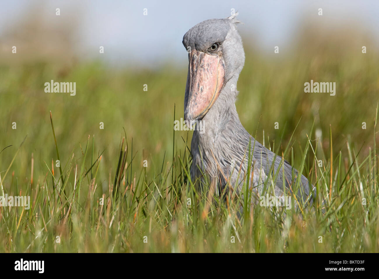 Shoebill, Schoenbekooievaar Stock Photo