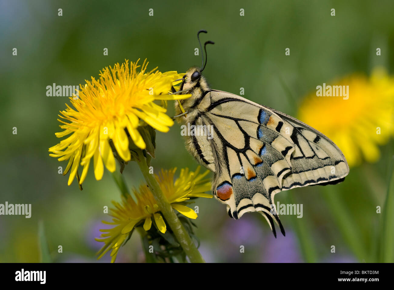 Koninginnepage; Swallowtail Stock Photo