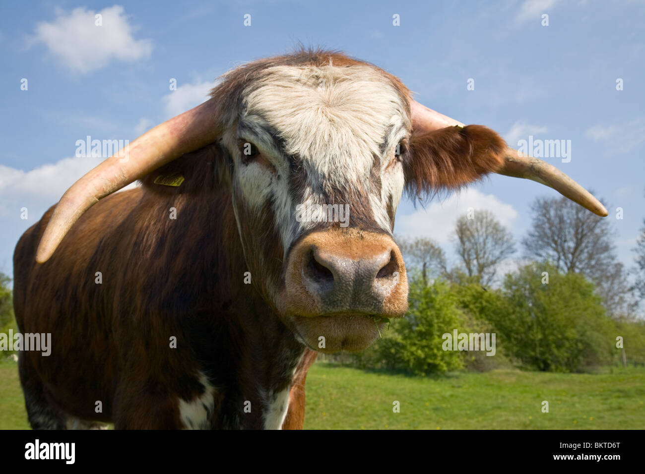 English long horn cow Stock Photo