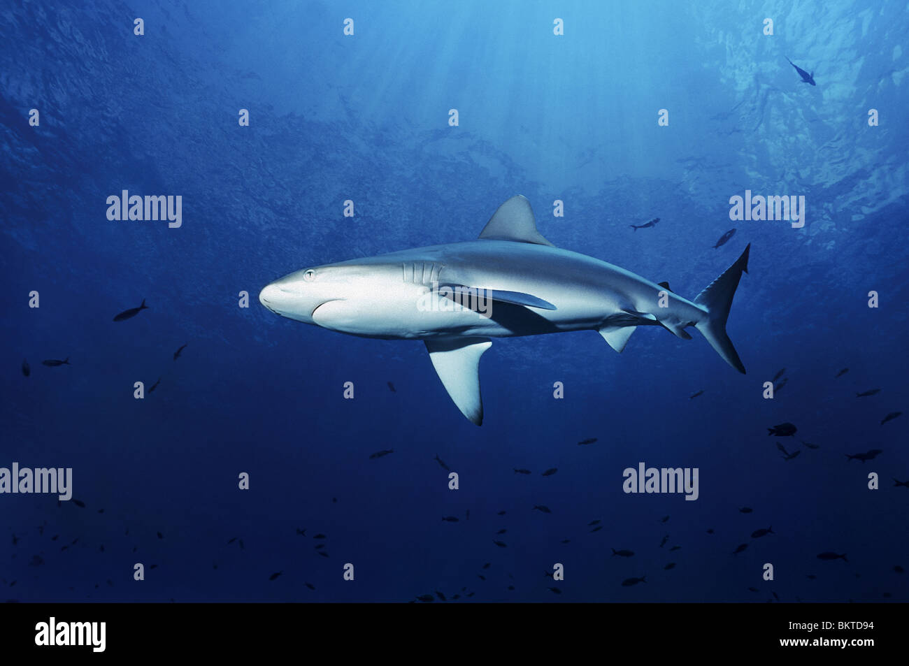 Shark swimming in open sea Stock Photo