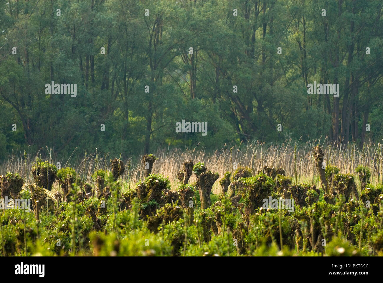 Griendcultuur en wilgenvloedbos op de Pannekoek in Nationaalpark de Biesbosch; Willowcoppice and willow woodland in Biesbosch National Park Stock Photo