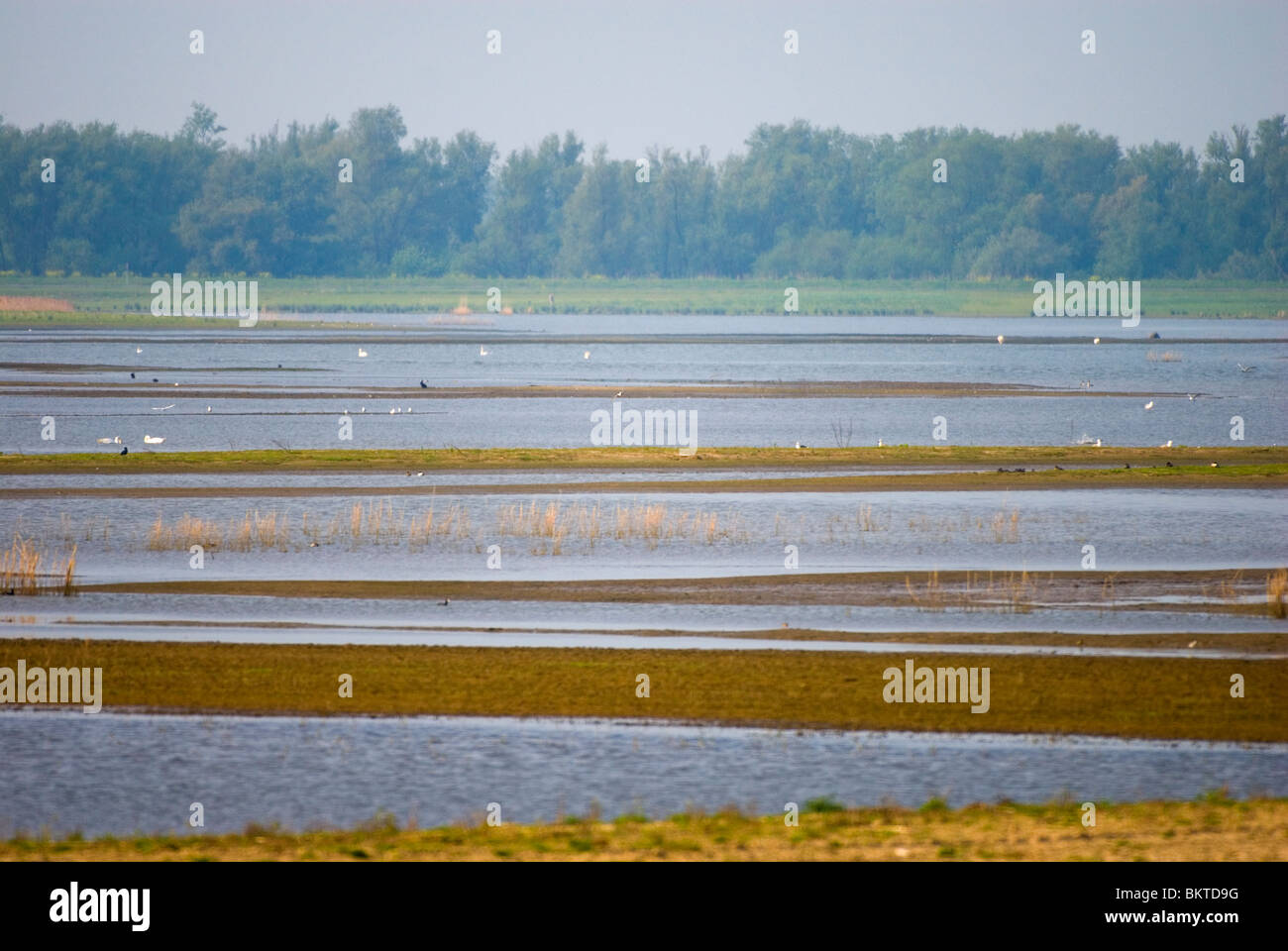 Natuurontwikkelingsgebied de Noordwaard; naturedevelopment area Noordwaard Stock Photo